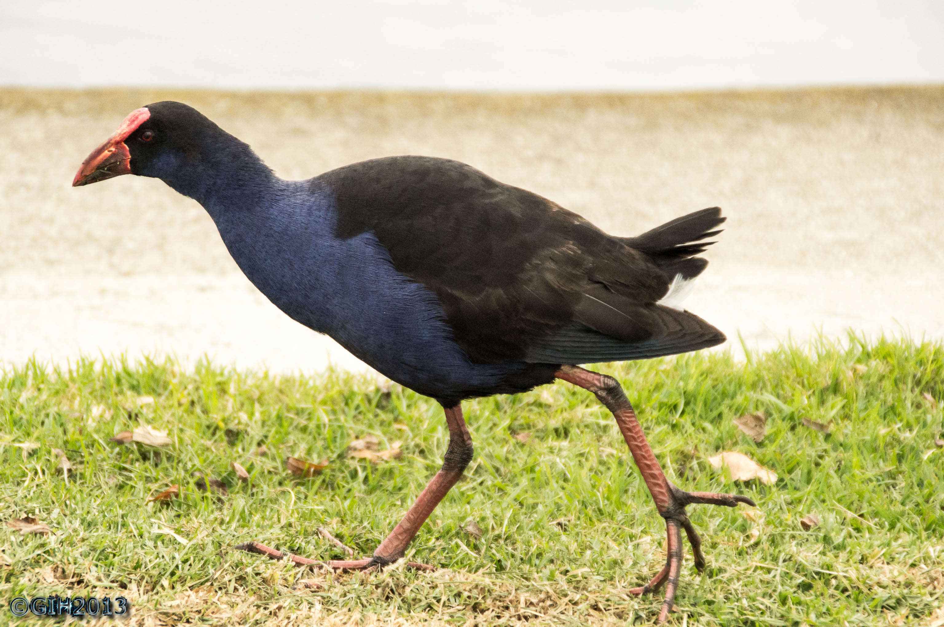 Image of Swamphen