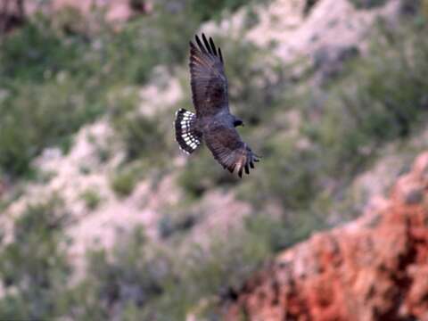 Image of Buteo Lacépède 1799