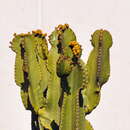 Image of Euphorbia abyssinica J. F. Gmel.