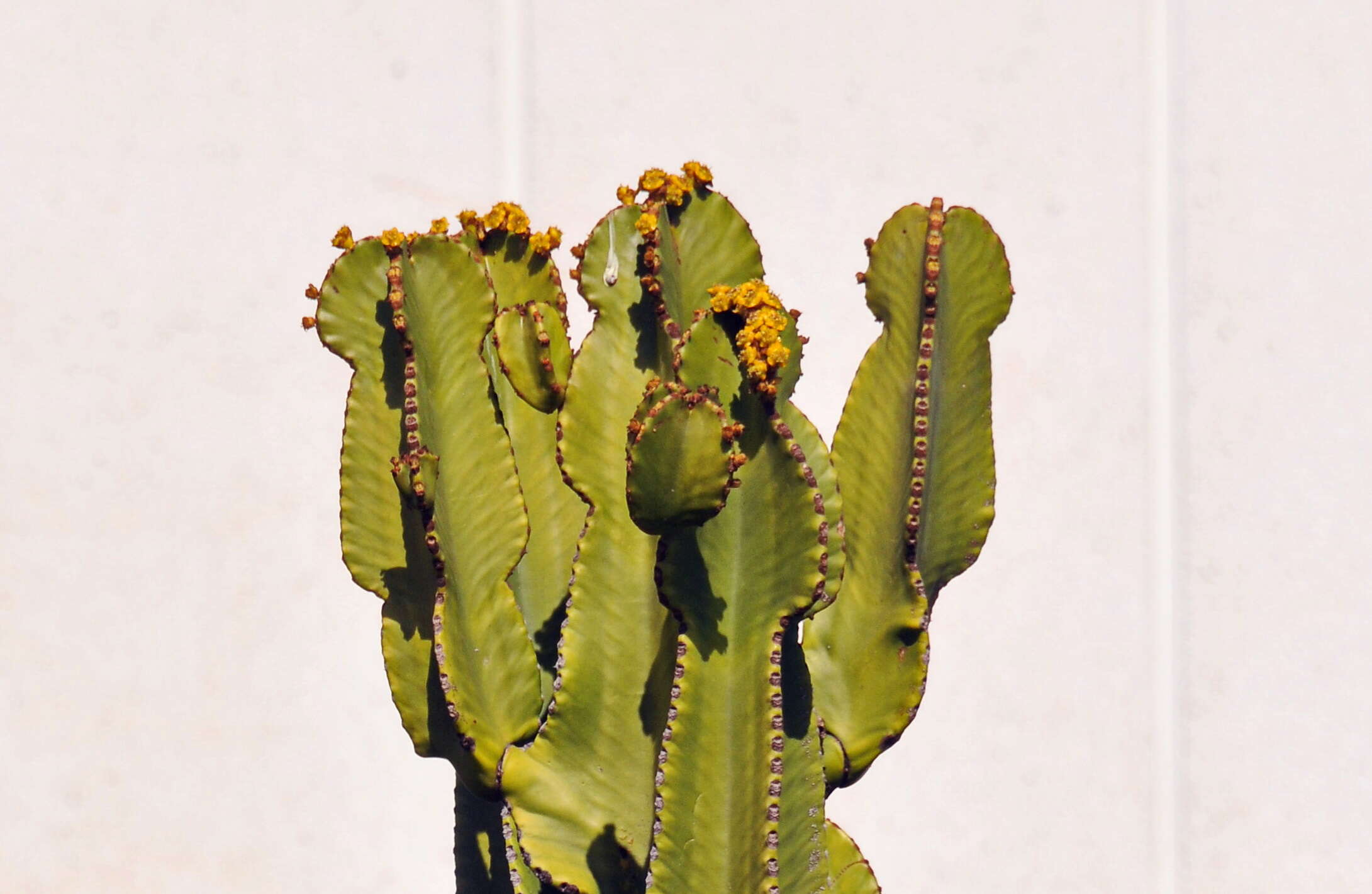 Image de Euphorbia abyssinica J. F. Gmel.