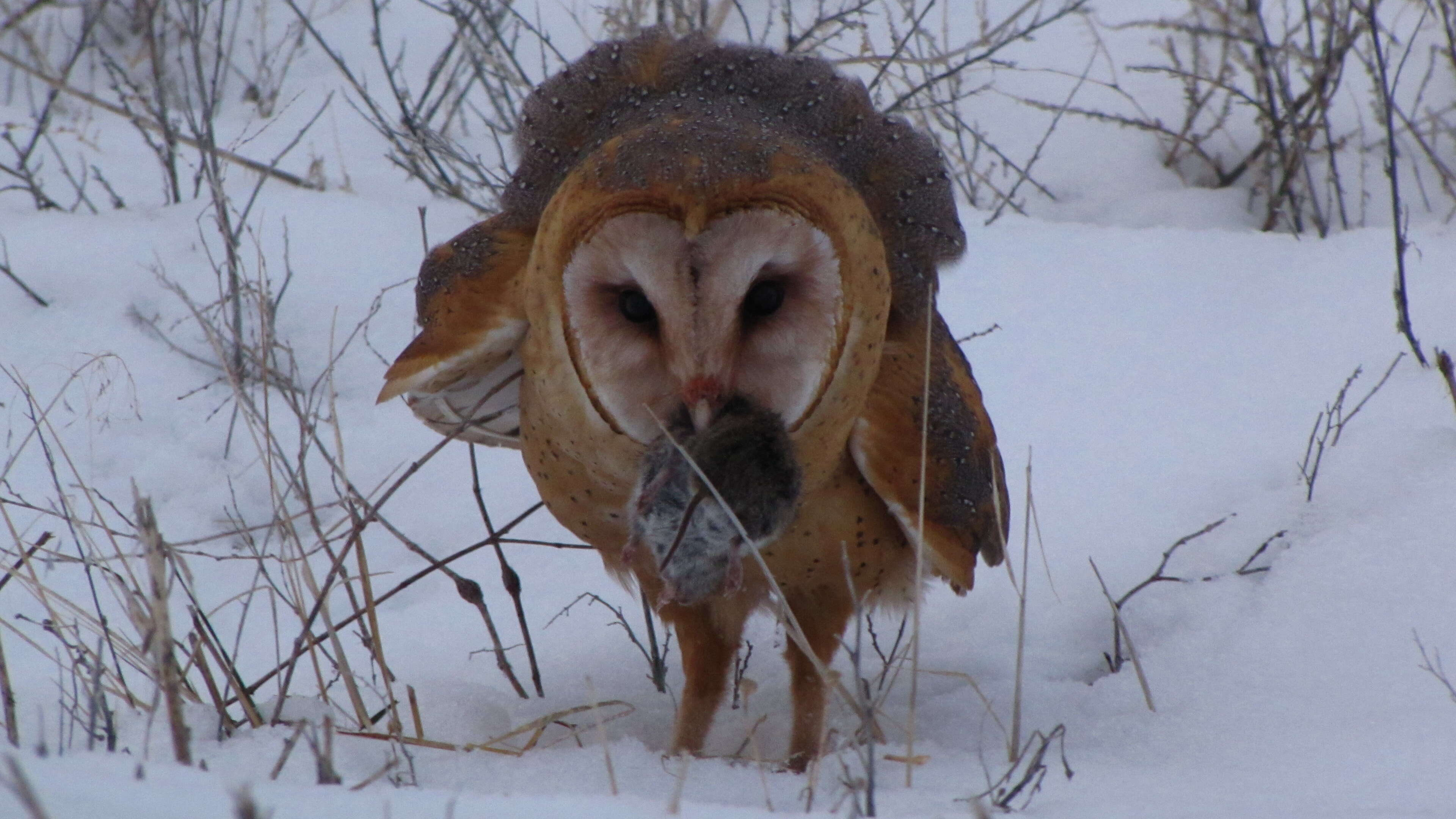 Image of barn owls, masked owls, and bay owls