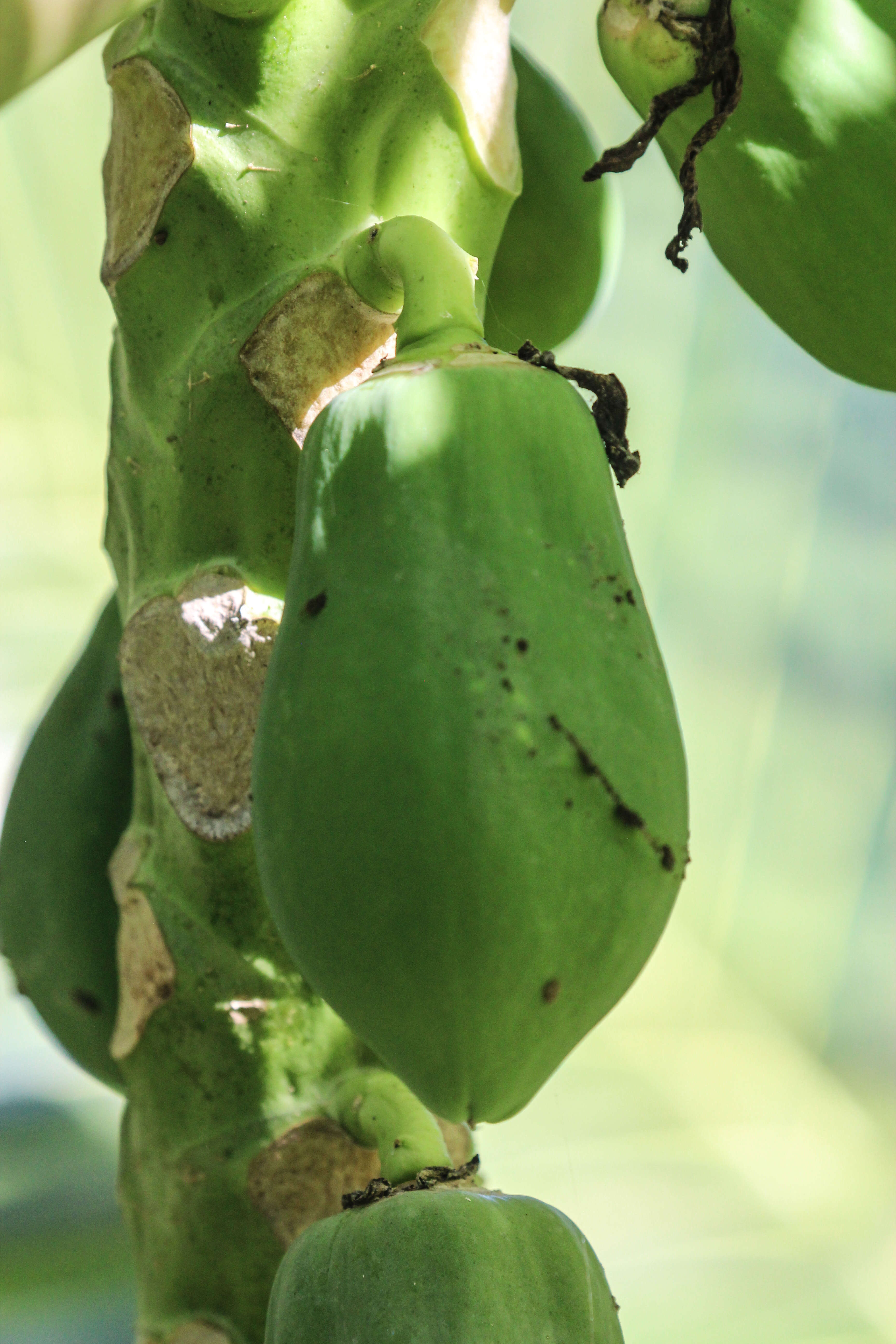 Image of papaya