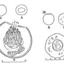 Image of <i>Rotundocylis arcellopsis</i>