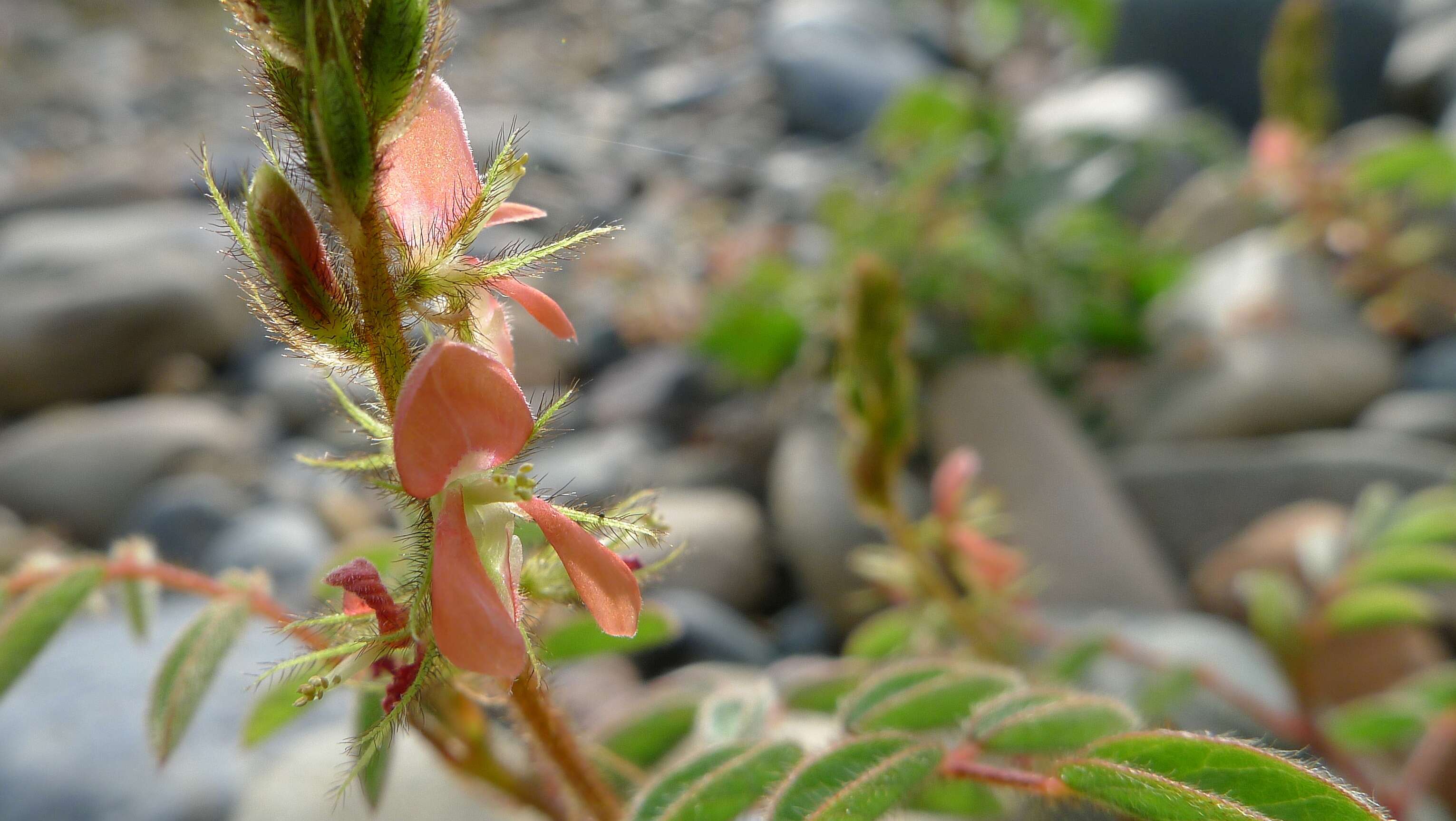 Sivun Indigofera hirsuta L. kuva