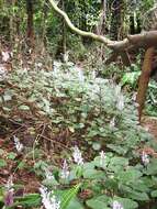 Image of speckled spur flower