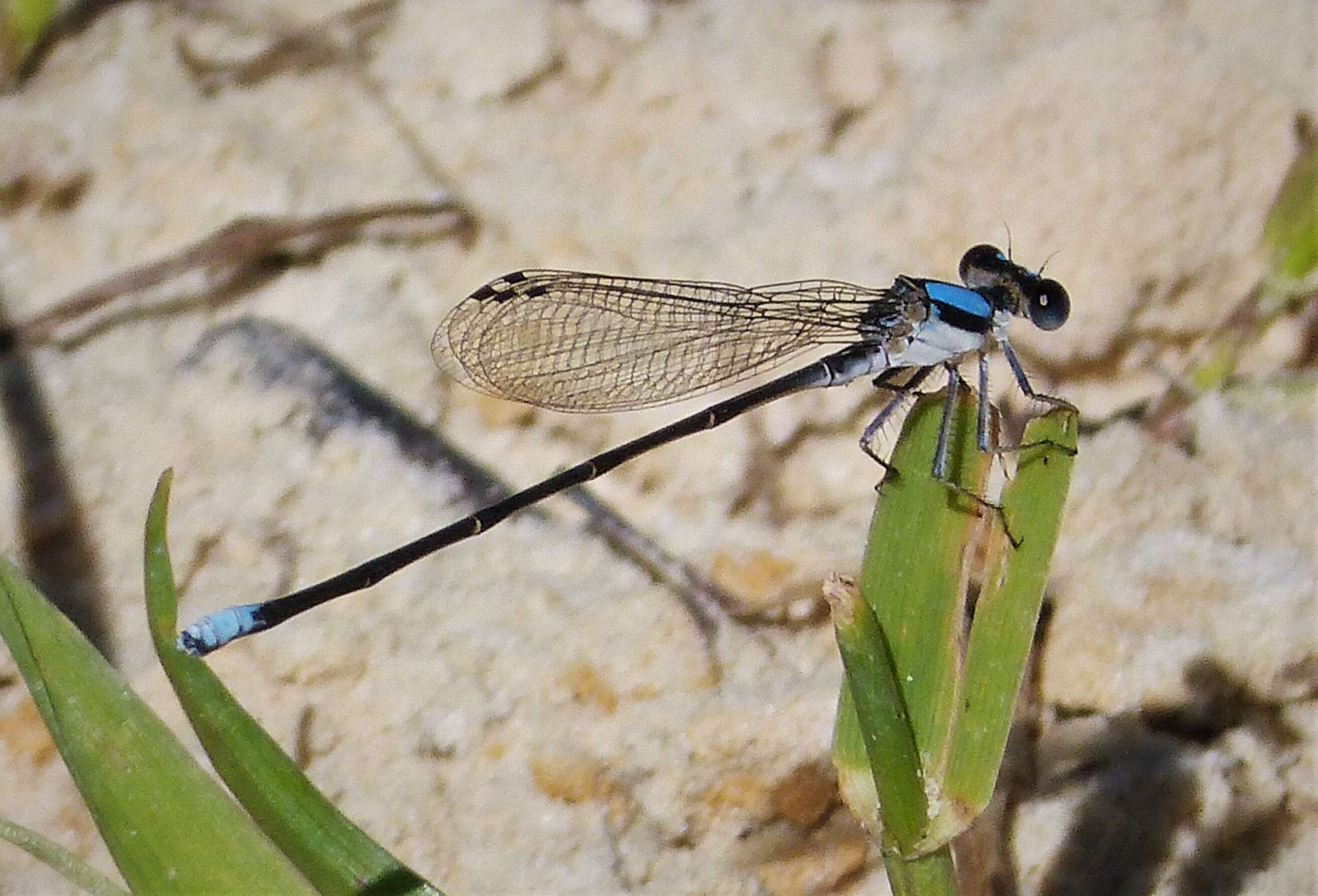 Image of Blue-fronted Dancer