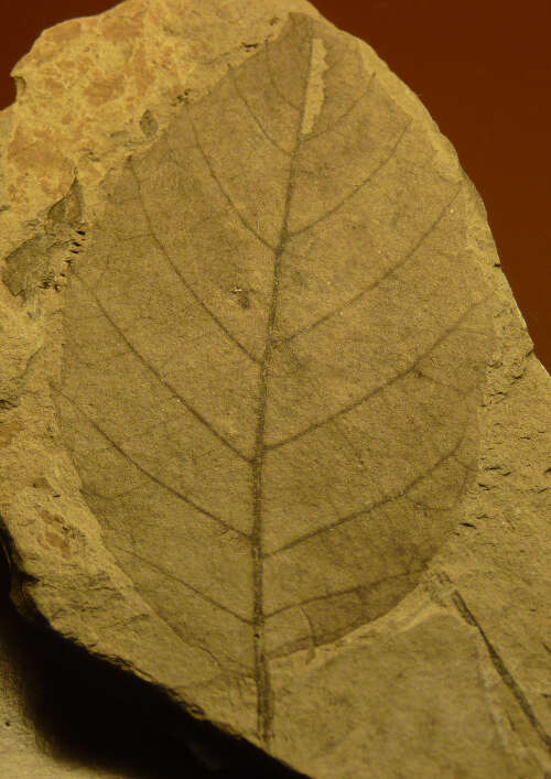 Image of Alnus julianiformis (Sternb.) Kvacek, Holy & MB 1974