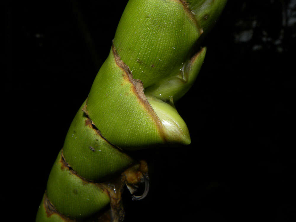 صورة Werauhia gladioliflora (H. Wendl.) J. R. Grant