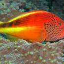 Image of Blackside Hawkfish