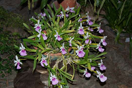 Image of Pansy orchids