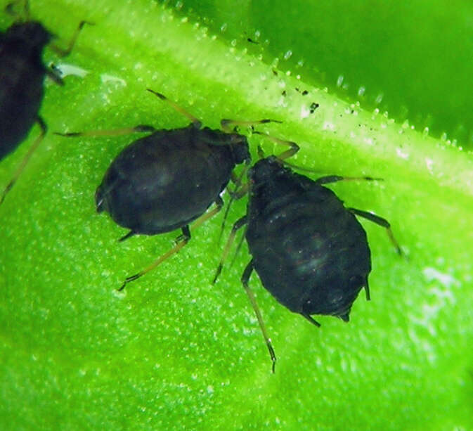 Image of Aphid