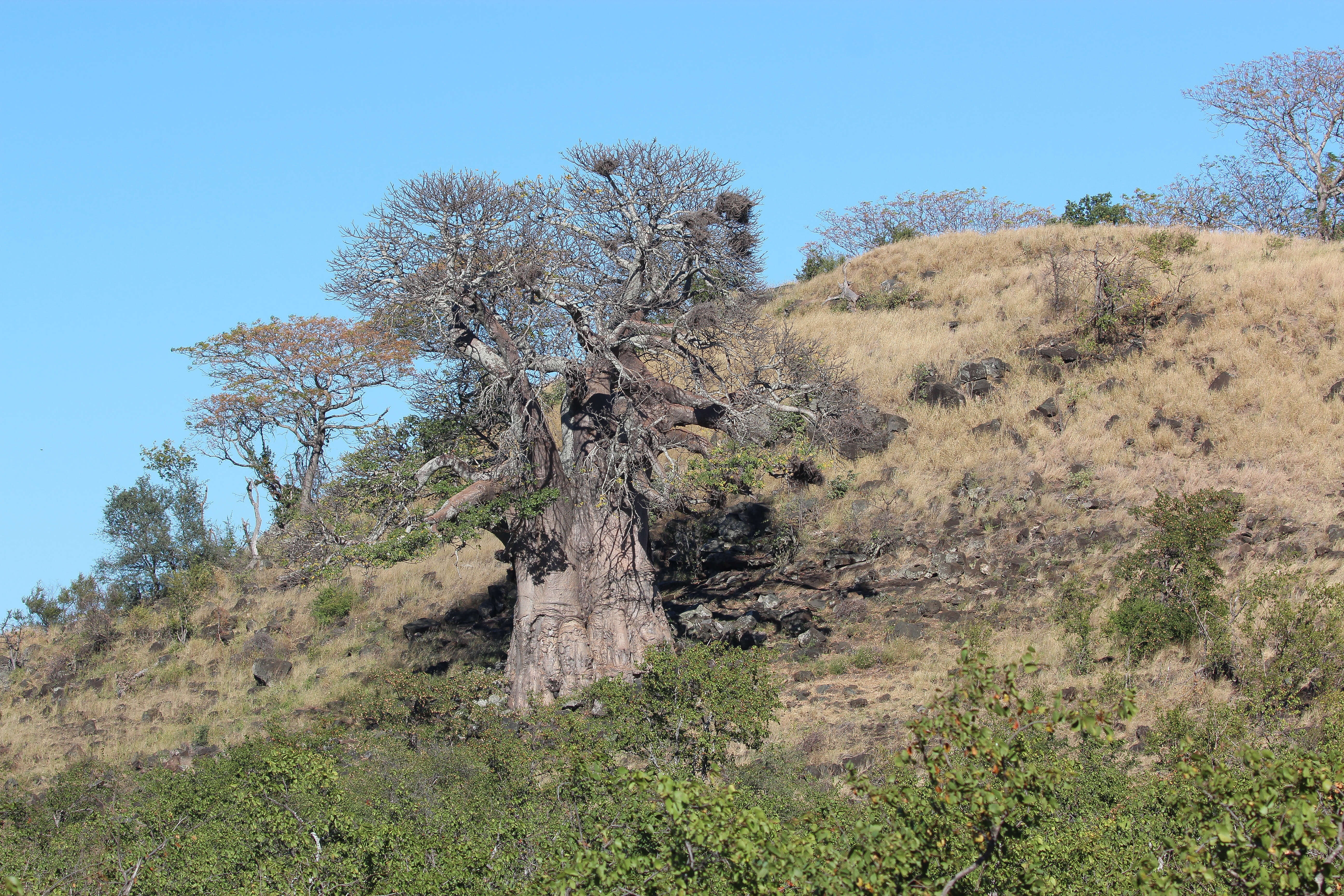 Image of African Baobab