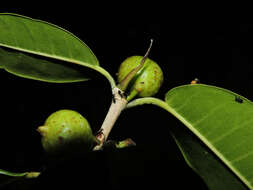 Image of Ficus osensis C. C. Berg