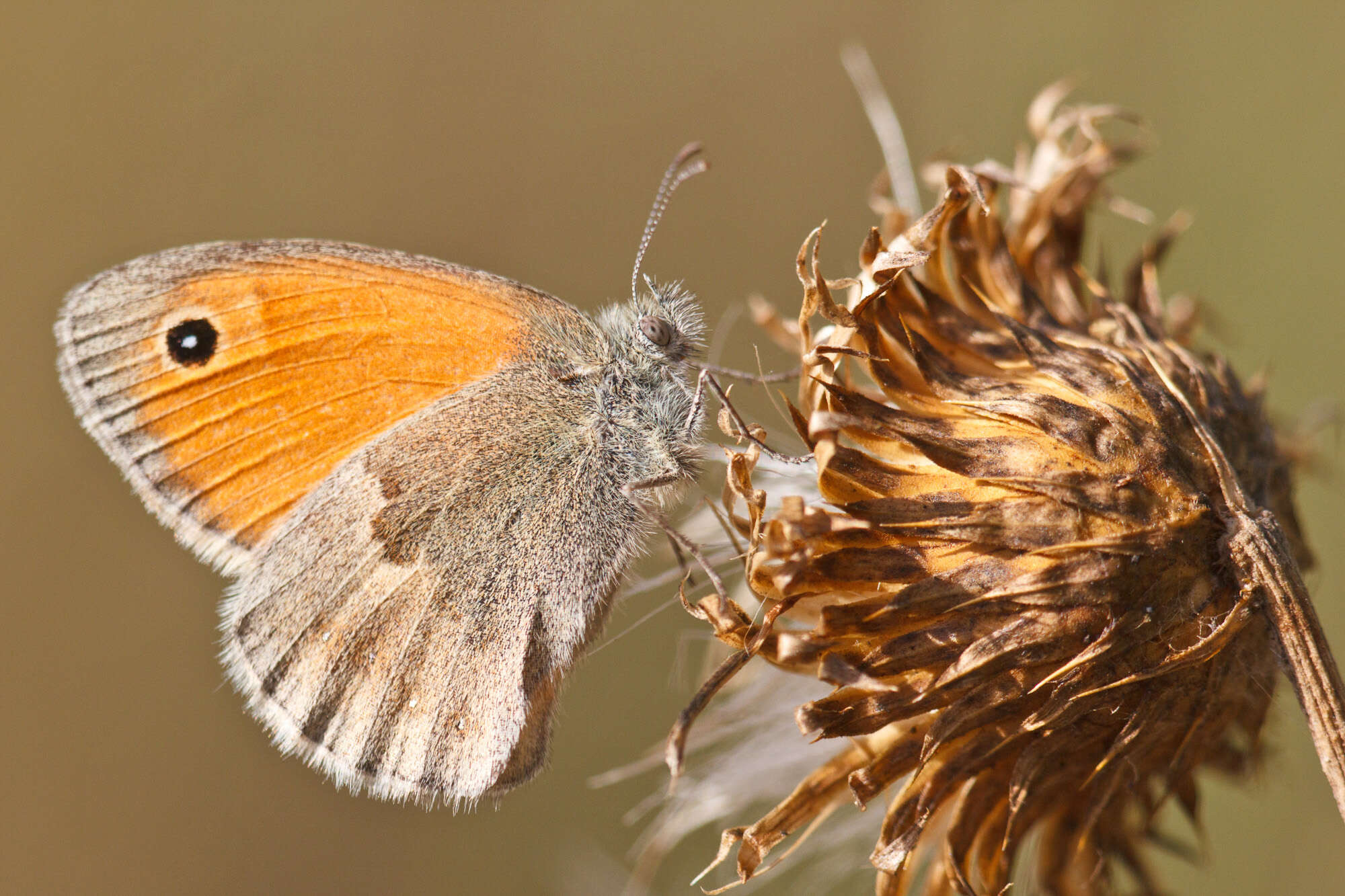 Слика од Coenonympha