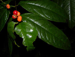 Image of woodland coffee