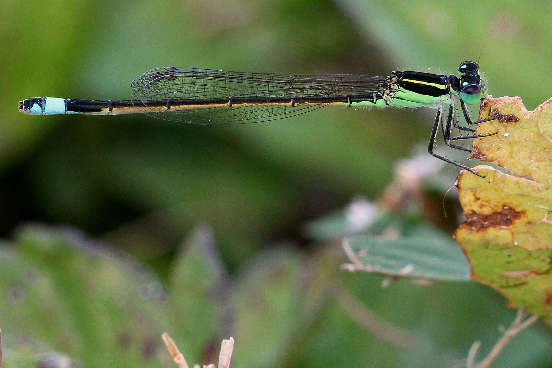 Image of forktail