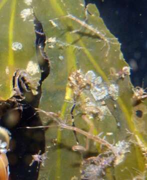 Image of Japanese skeleton shrimp