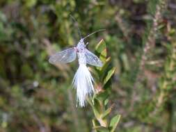 Image of Callipappidae