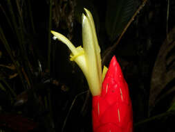 Image of Costus stenophyllus Standl. & L. O. Williams