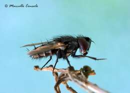 Image of flesh flies