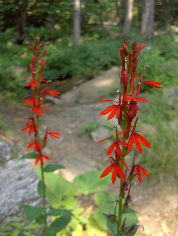 Image of lobelia