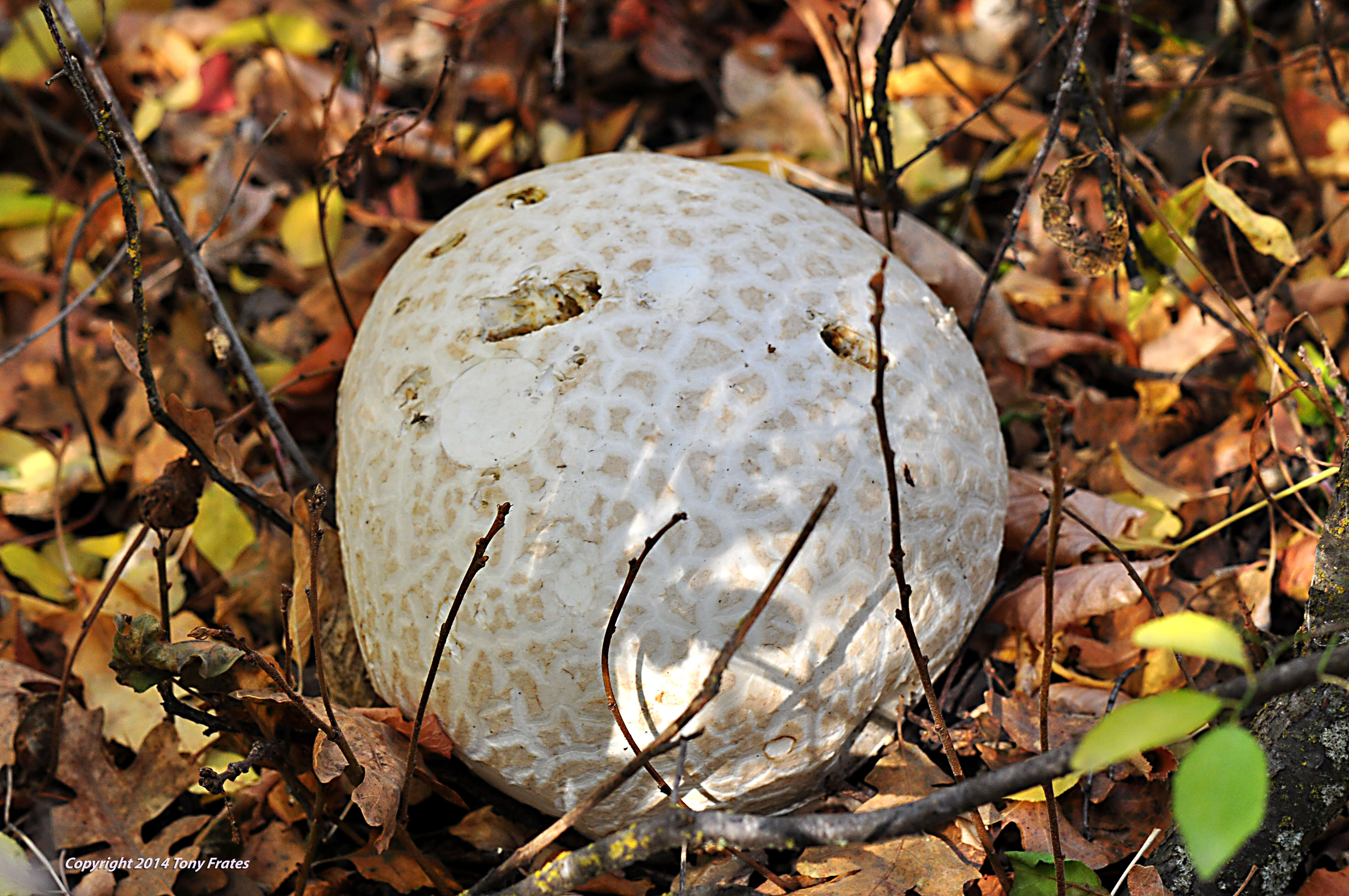 Image of Western giant puffball