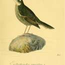 Imagem de Cinclodes patagonicus (Gmelin & JF 1789)