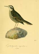 Image of Cinclodes Gray & GR 1840