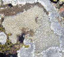 Image of rimmed lichen