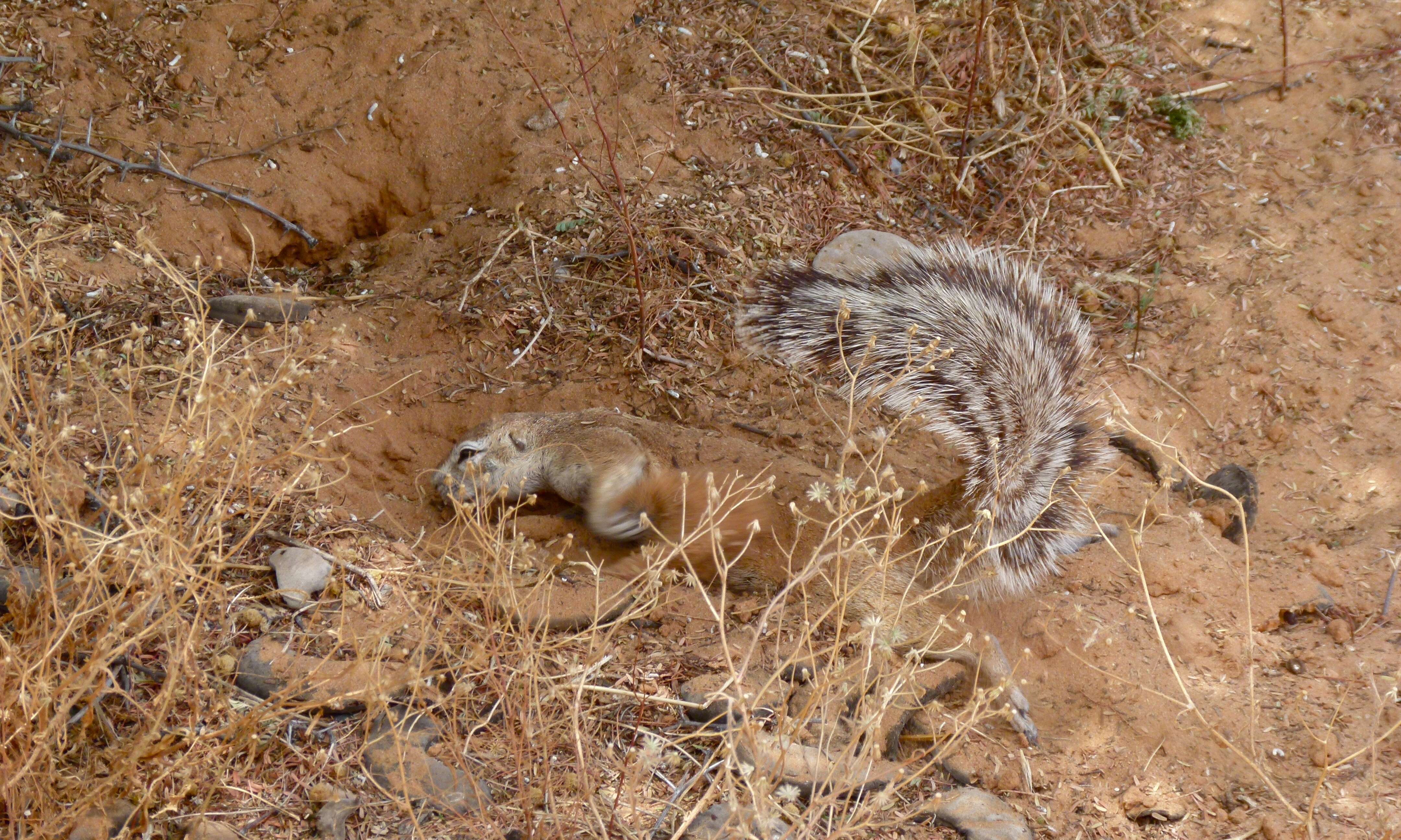 Image of Xerus subgen. Geosciurus Smith 1834