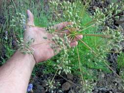 Lomatium multifidum (Nutt.) R. P. Mc Neill & Darrach resmi