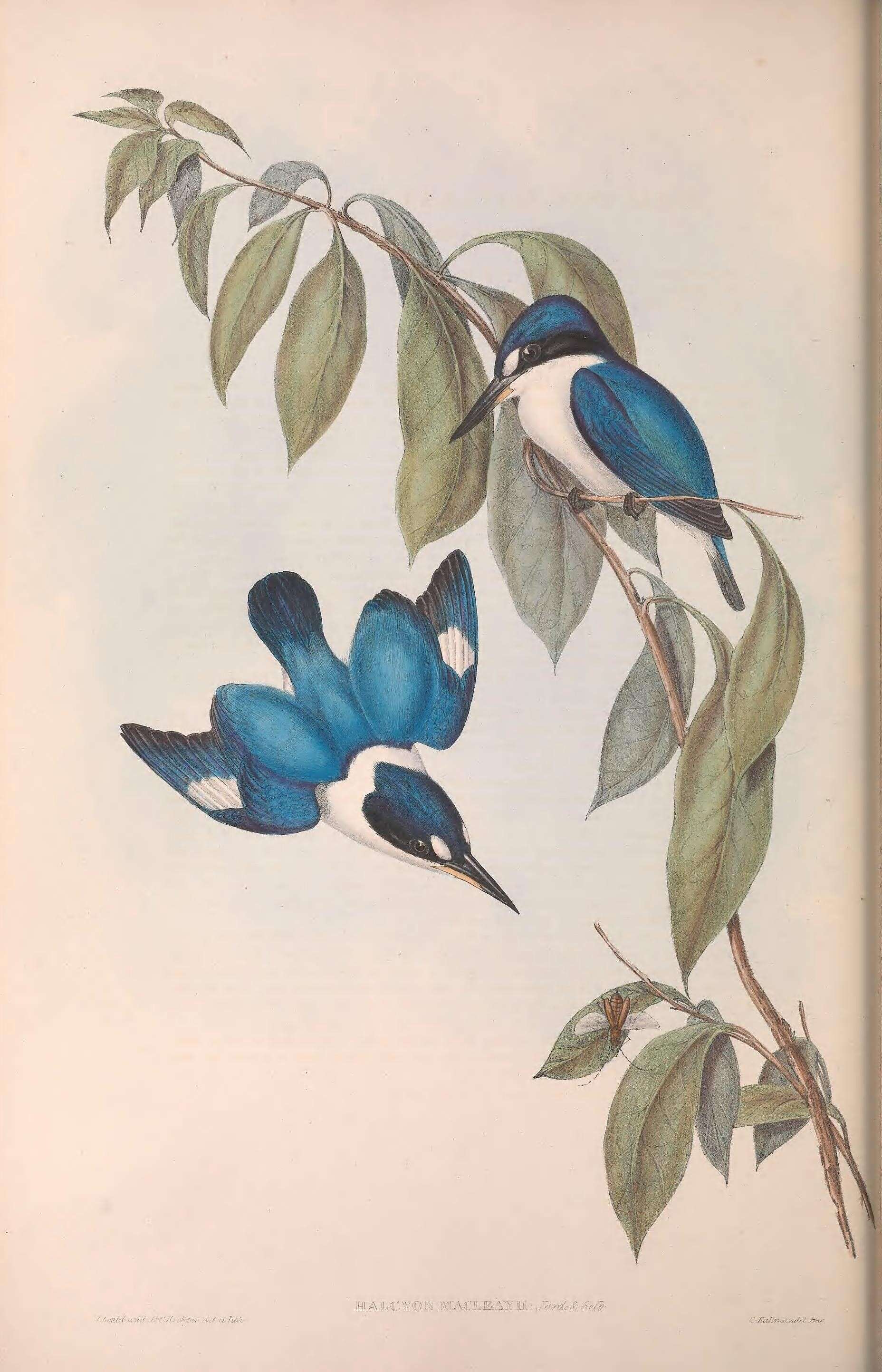 Sivun Todiramphus Lesson & R 1827 kuva
