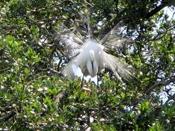 Image of Great Egret