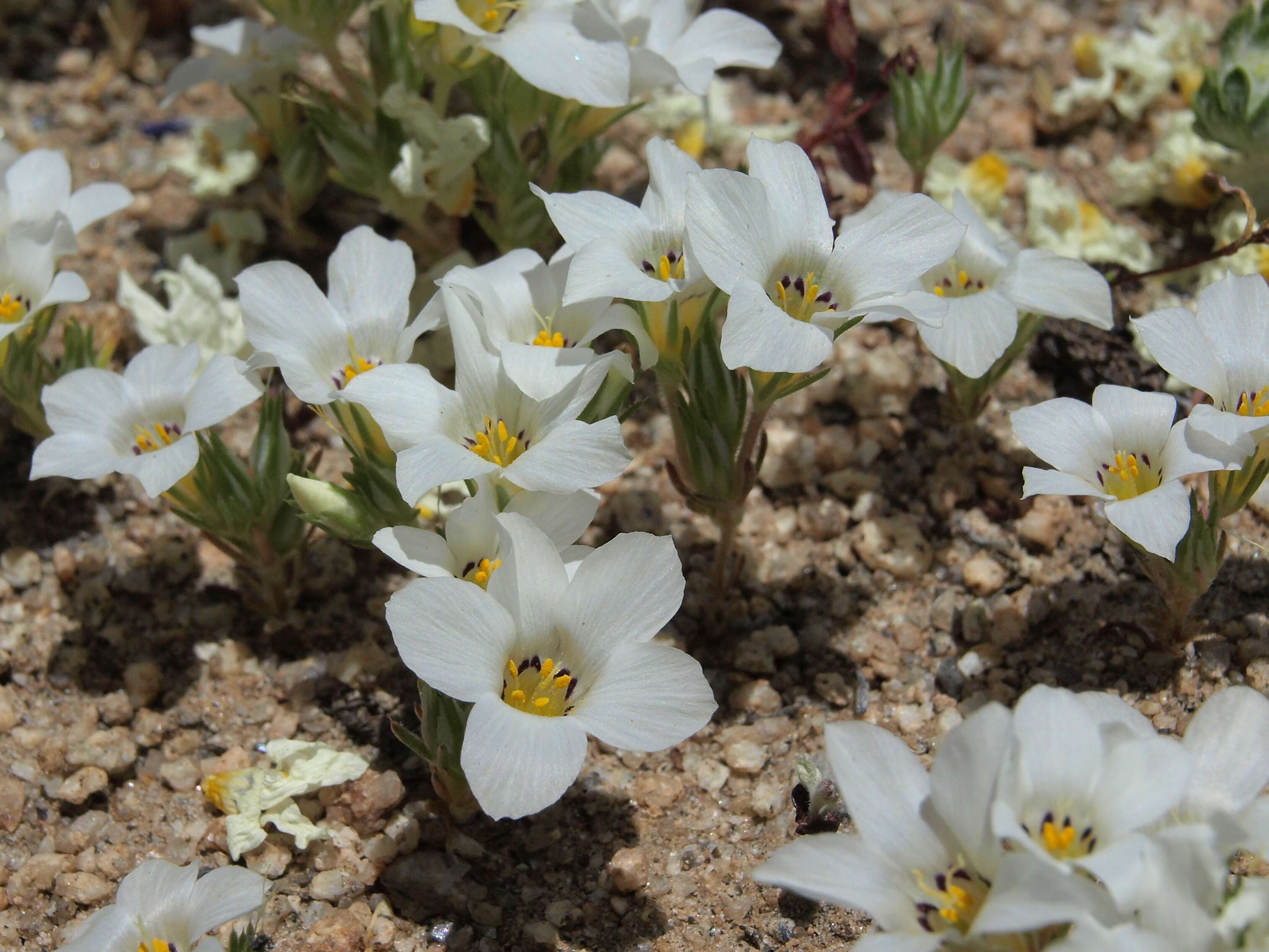 Image of linanthus