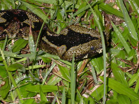 Image of Rhinoceros Viper