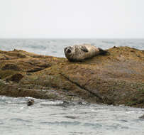 Image of Mediterranean Monk Seal