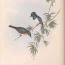 Слика од Myiagra rubecula concinna Gould 1848
