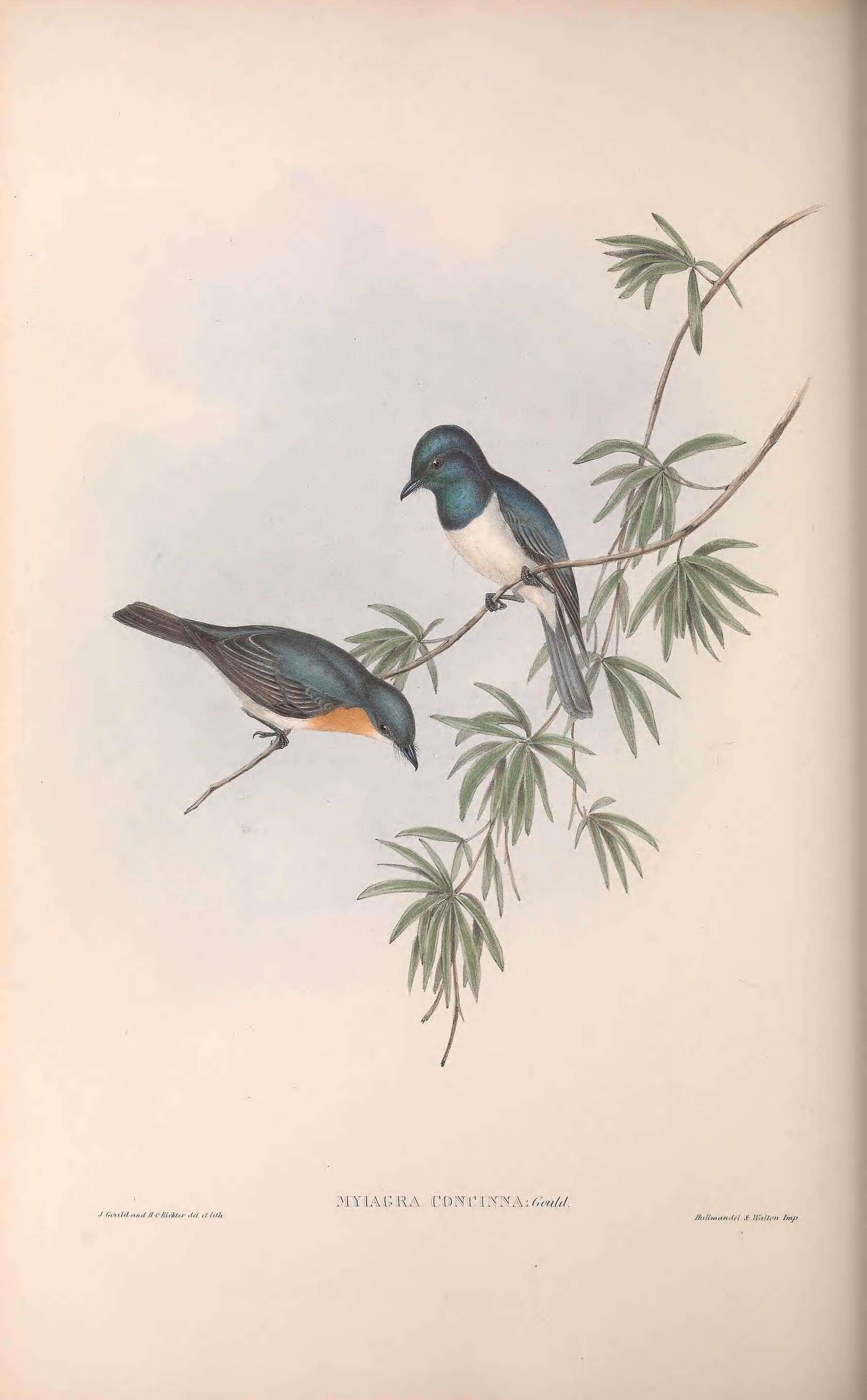 Image of Myiagra Vigors & Horsfield 1827