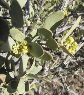 Image of jojoba family