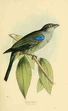 Image of Blue-gray Tanager