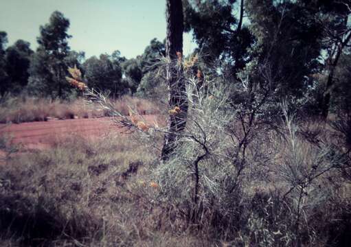 Image of Grevillea juncifolia subsp. juncifolia