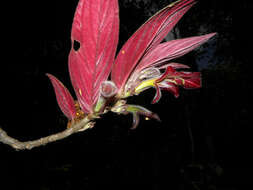 Imagem de Columnea raymondii C. V. Morton