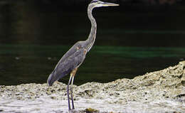 Image of Ardea Linnaeus 1758