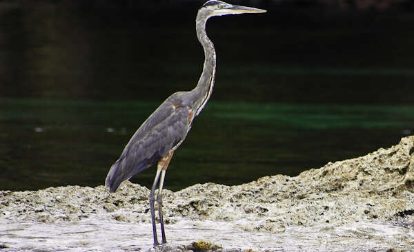 Image of Great Blue Heron