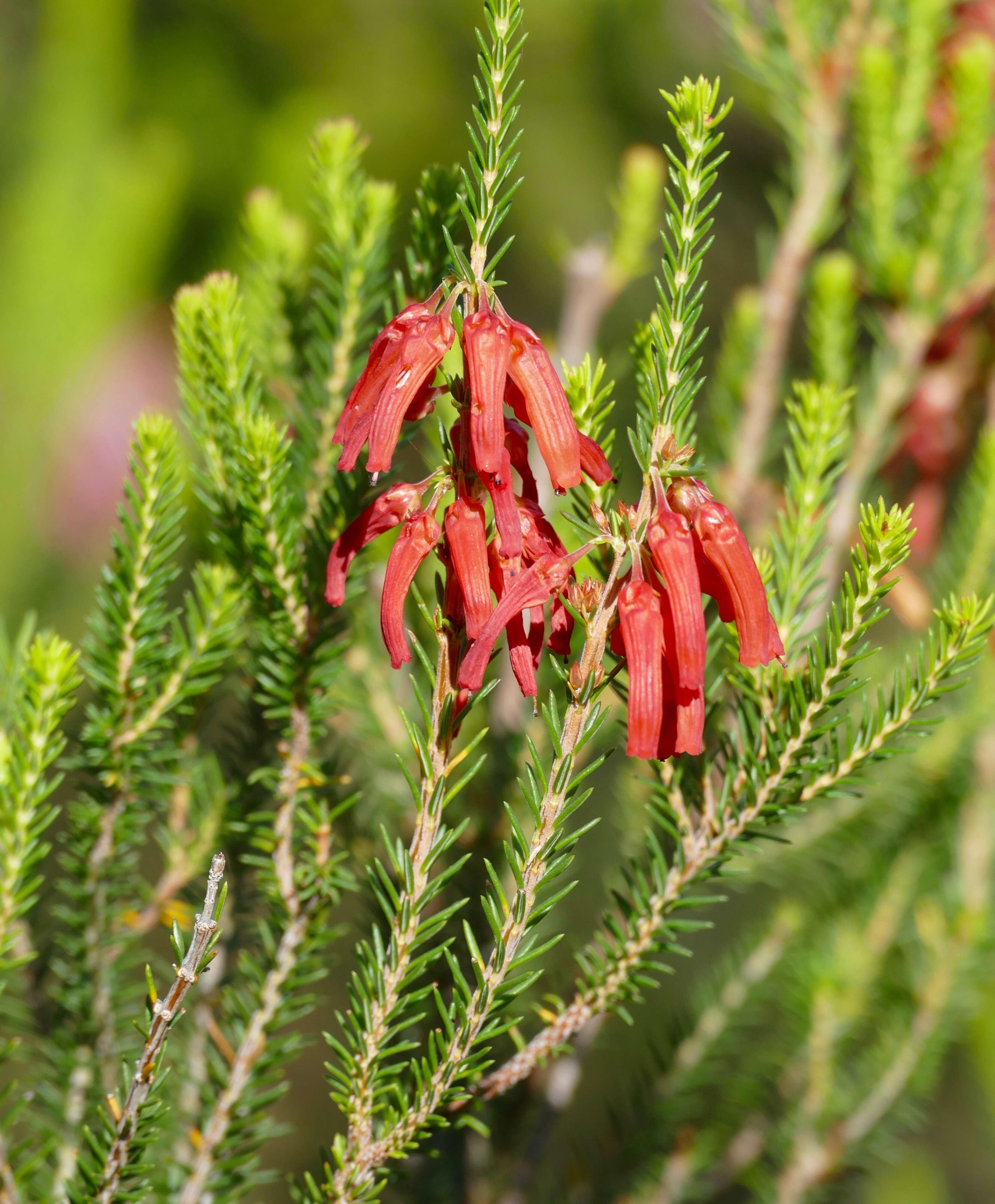 Image of nine-pin heath