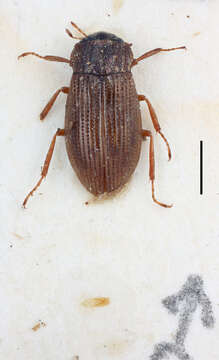 Image of Helophorus (Rhopalohelophorus) strigifrons Thomson & C. G. 1868