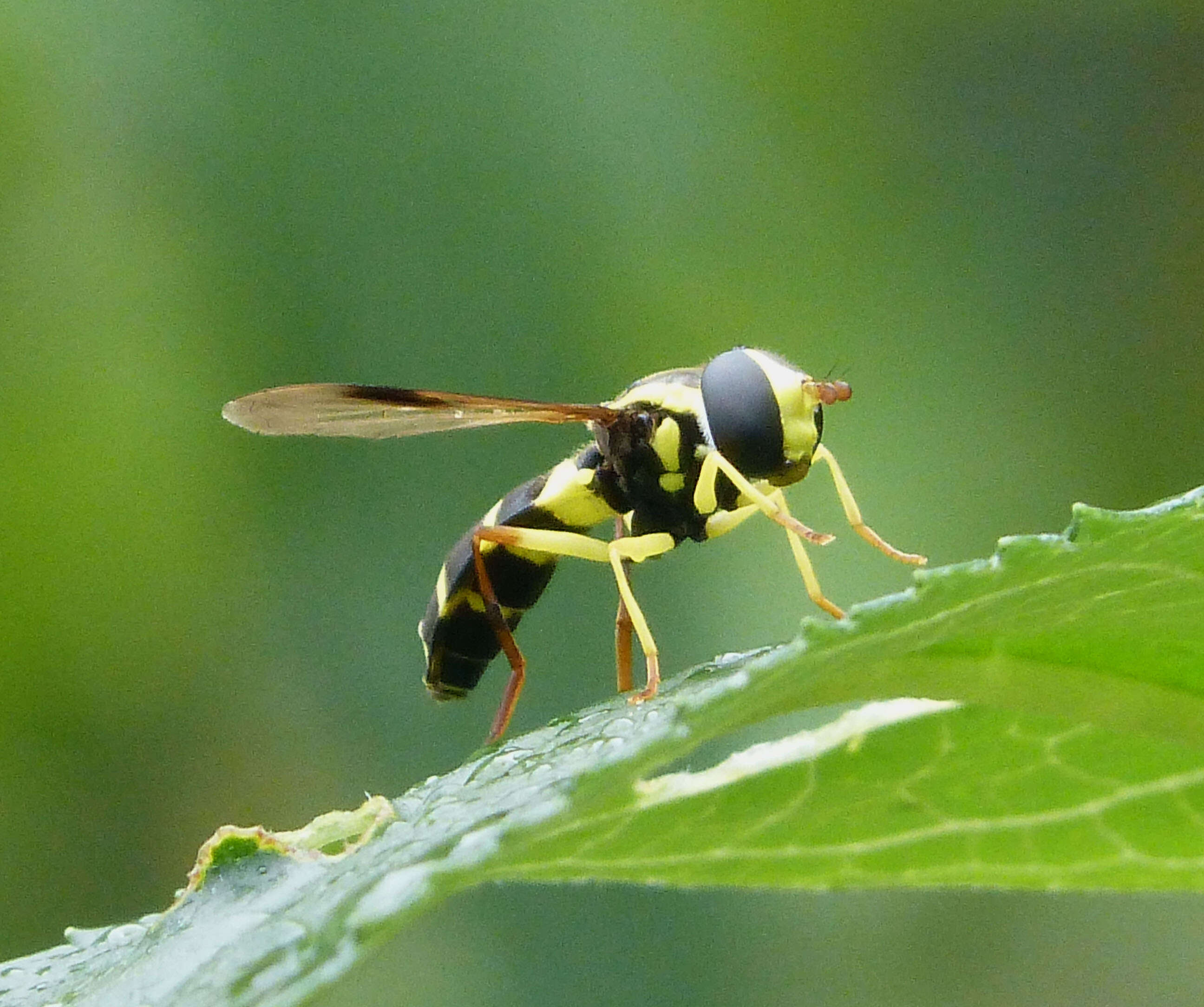 Image of Xanthogramma pedissequum (Harris 1776)