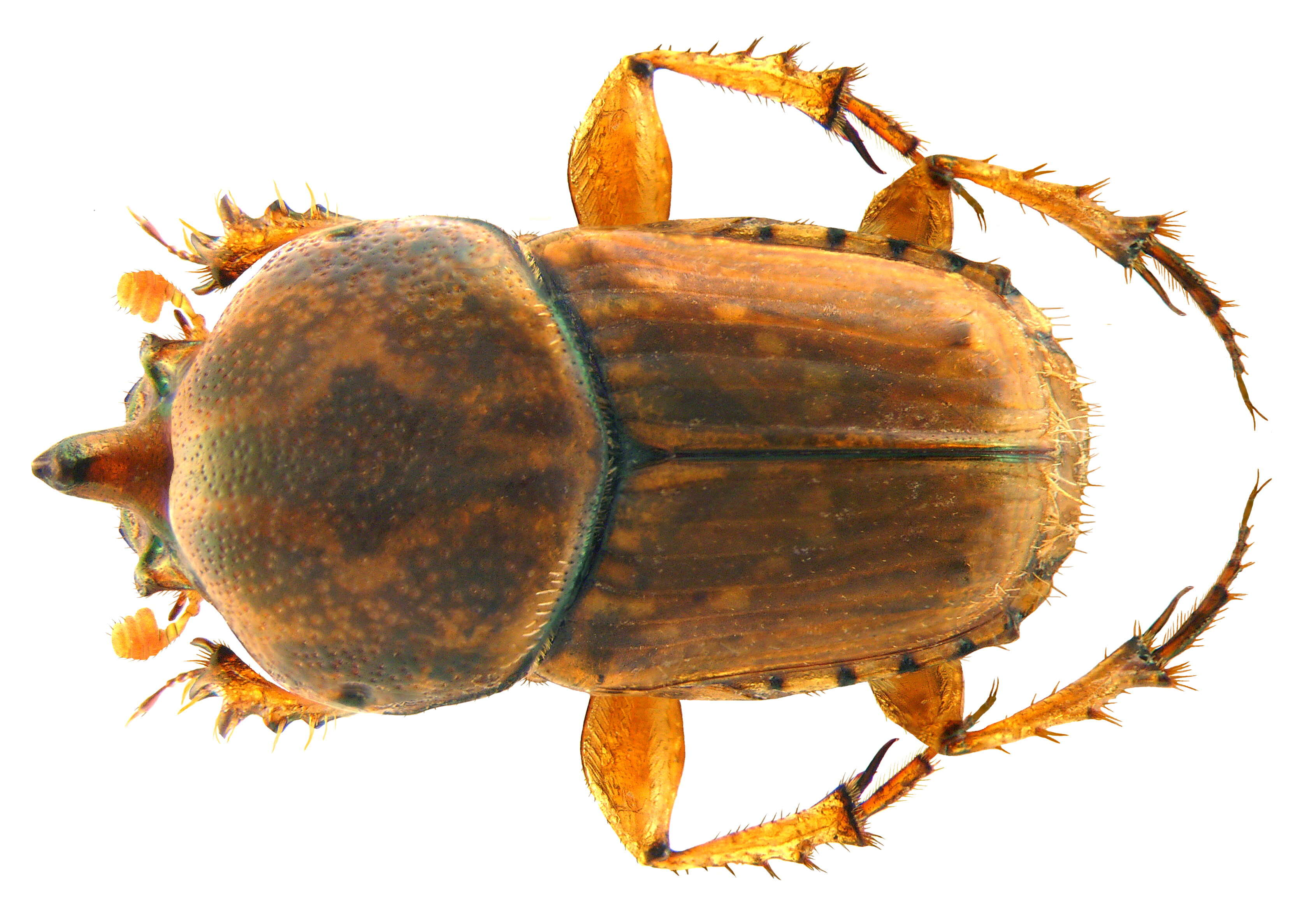 Image of Euoniticellus