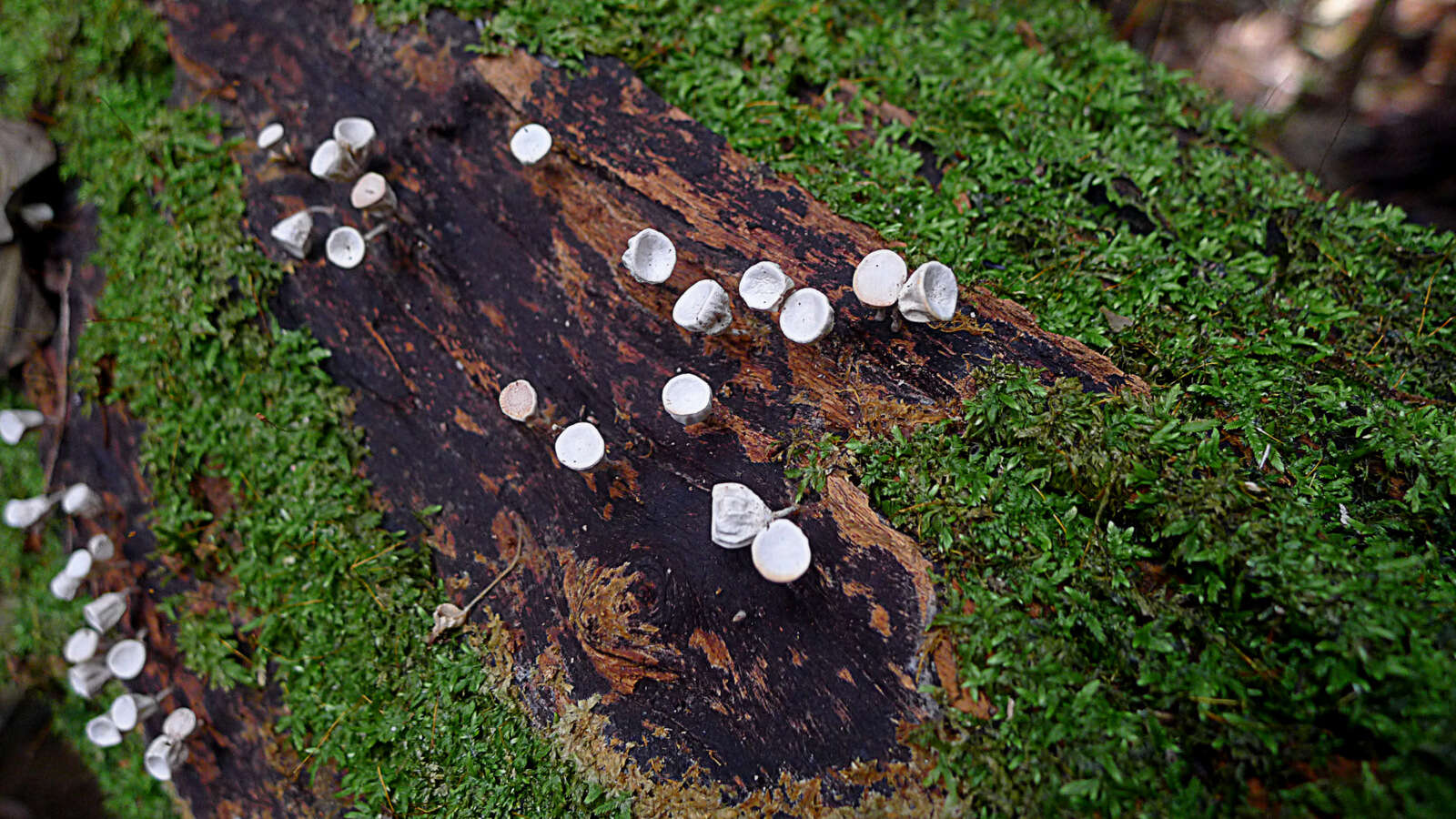 Imagem de Gymnopus montagnei (Berk.) Redhead 2014