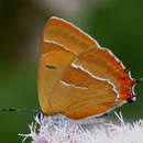 Image of Brown Hairstreak